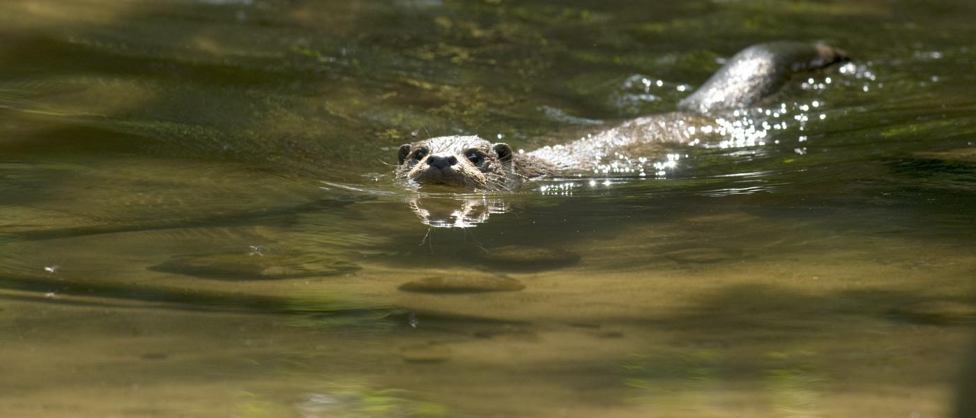 Otter (© Hugh Jansman)
