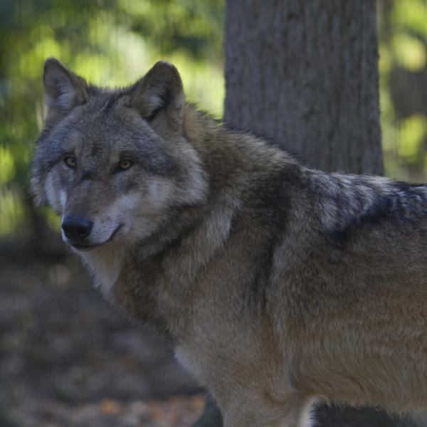 Wolf (Bron: Mark Zekhuis)