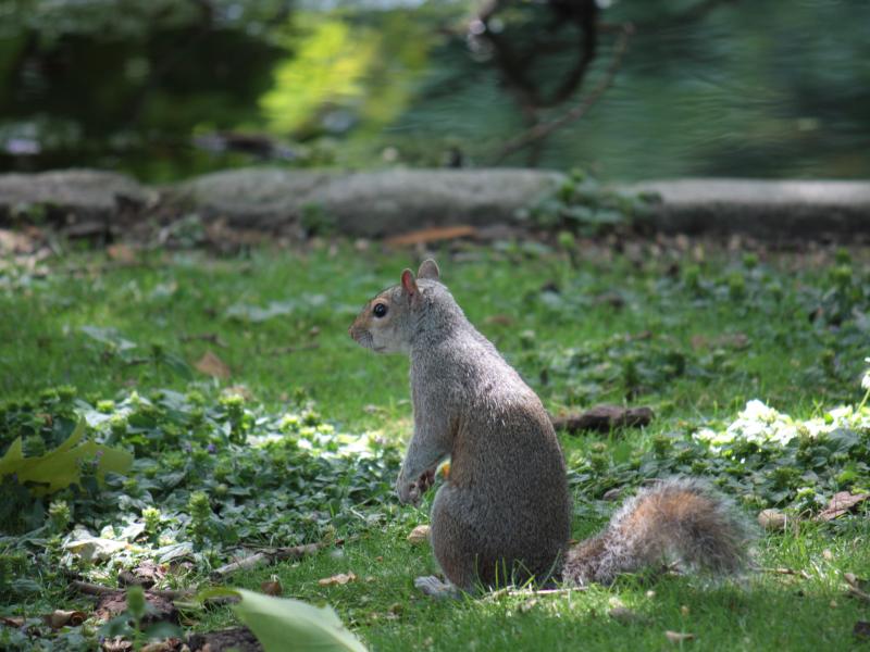 Grijze eekhoorn (© Maaike Plomp)