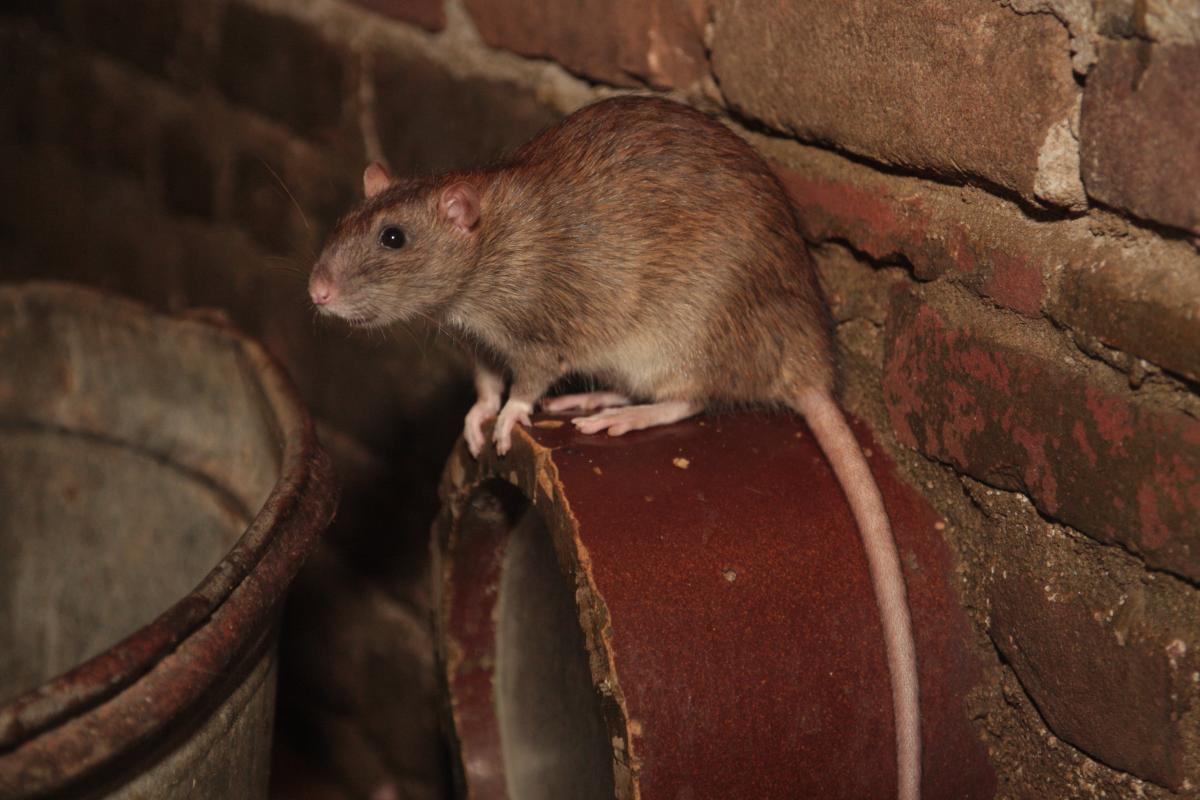 Bruine rat (© Maaike Plomp)