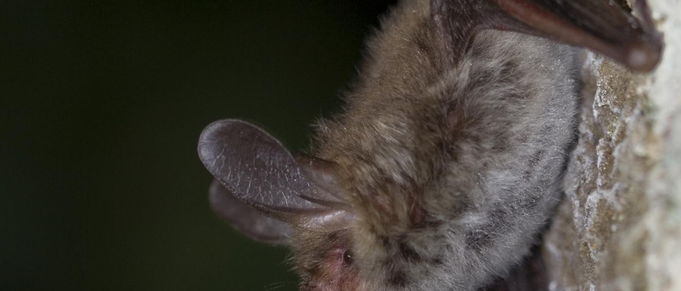 Bechsteins vleermuis (© Wesley Overman)