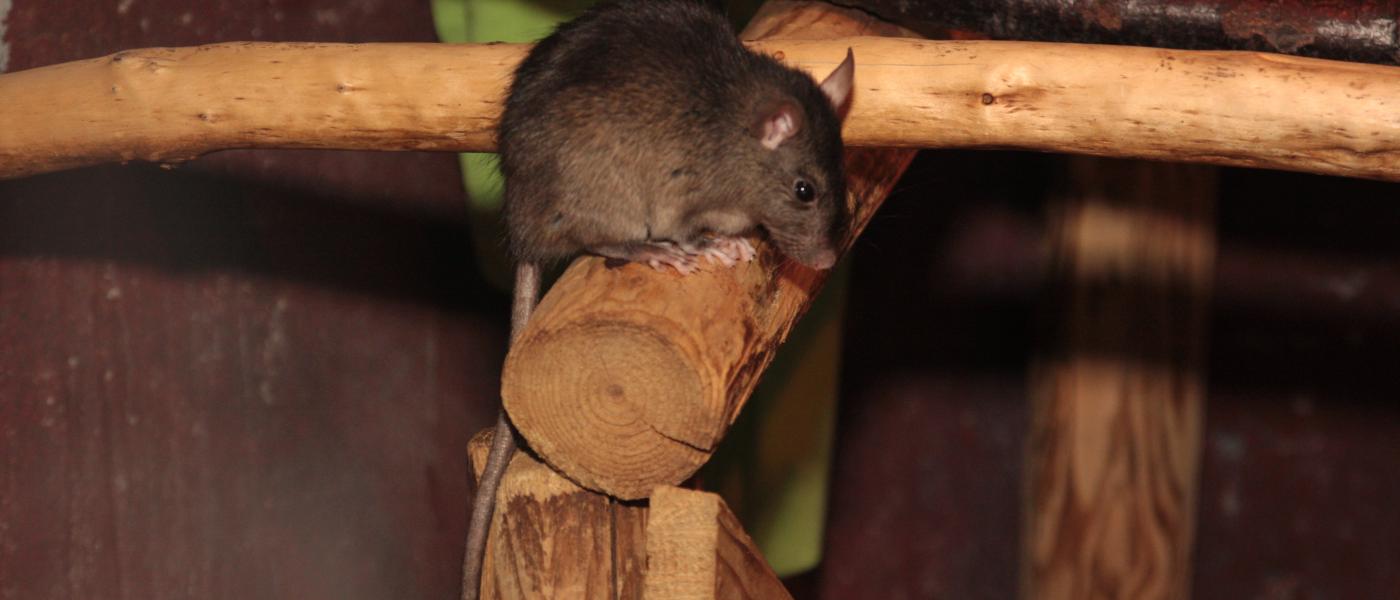 Zwarte rat (© Maaike Plomp)