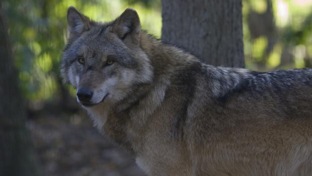 Wolf (Bron: Mark Zekhuis)