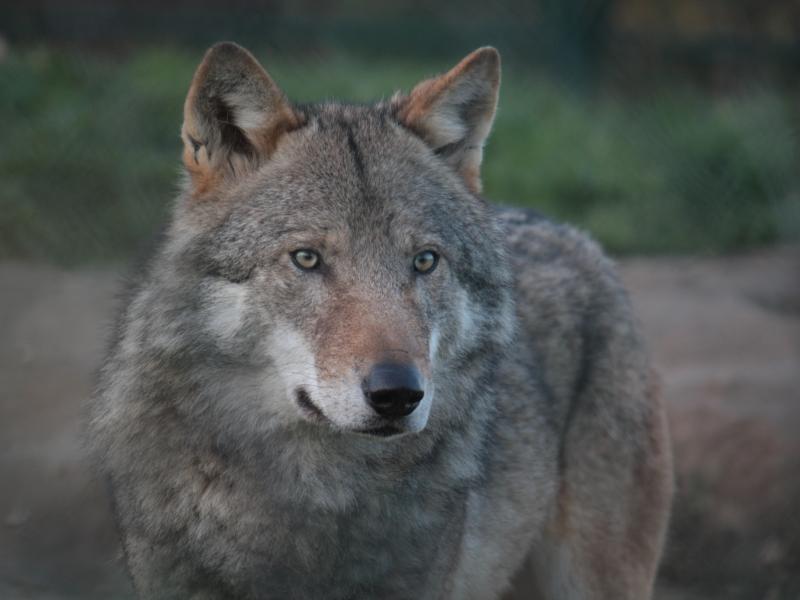 Wolf (© Maaike Plomp)